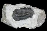Coltraneia Trilobite Fossil - Huge Faceted Eyes #92941-1